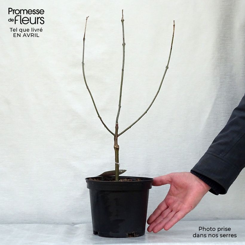 Spécimen de Clerodendrum bungei - Clérodendron de Bunge Pot de 2L/3L tel que livré au printemps