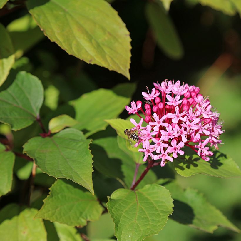 Clerodendrum bungei - Clérodendron de Bunge (Floraison)