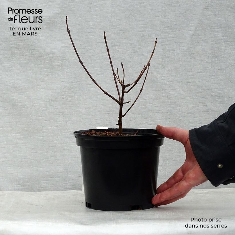 Spécimen de Clerodendrum trichotomum Variegatum - Arbre du Clergé Pot de 3L/4L tel que livré au printemps
