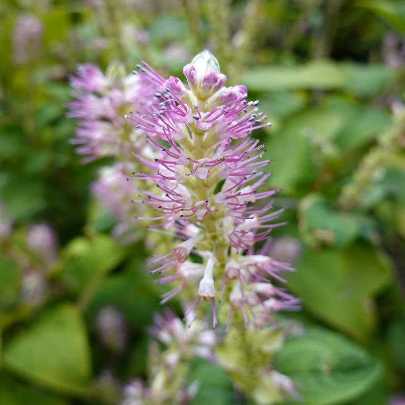 Clethra alnifolia Hummingbird (Floraison)