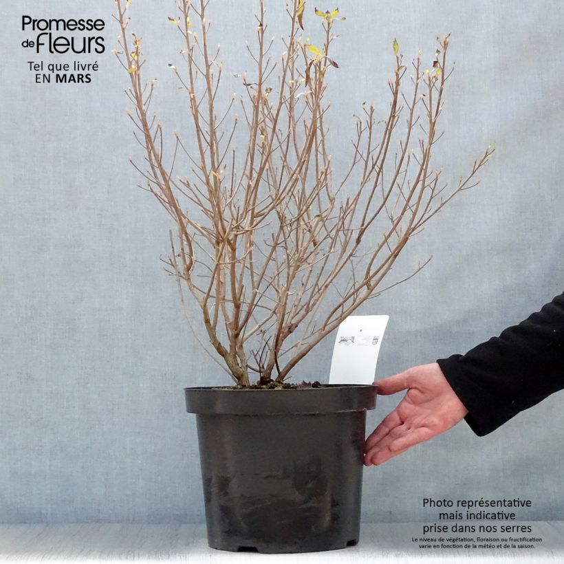 Spécimen de Clethra alnifolia Hummingbird Pot de 7,5L/10L tel que livré au printemps