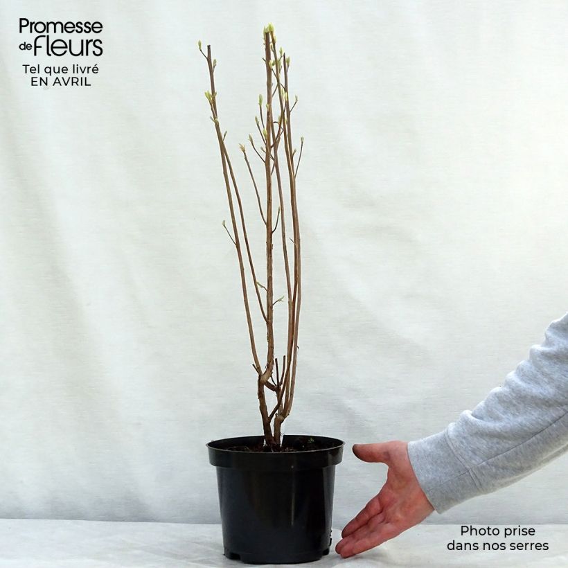 Spécimen de Clethra alnifolia Ruby Spice Pot de 3L/4L tel que livré au printemps