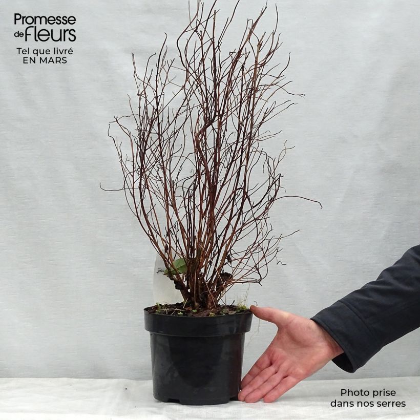 Spécimen de Clethra barbinervis Pot de 3L/4L tel que livré au printemps