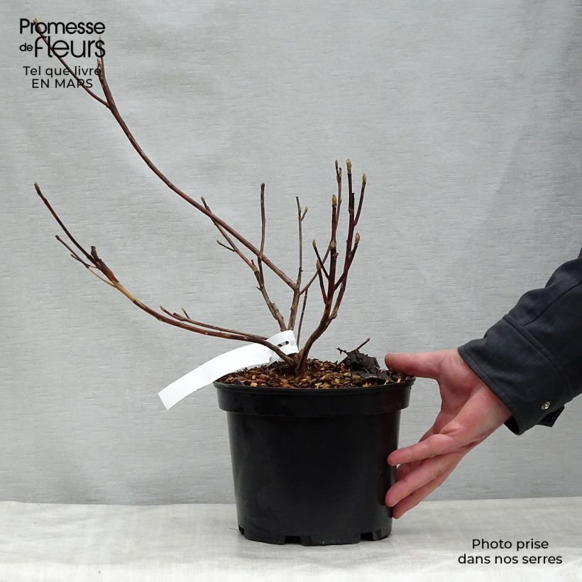 Spécimen de Clethra barbinervis Great Star Pot de 4L/5L tel que livré au printemps