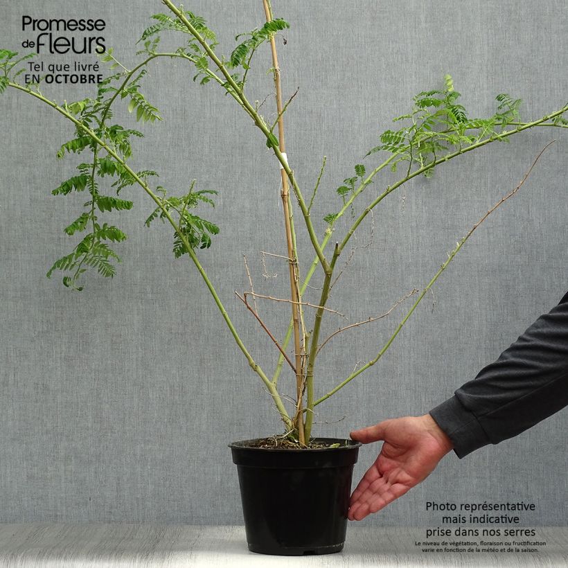Spécimen de Clianthus puniceus Kaka King - Pince de Homard Pot de 4L/5L tel que livré en automne