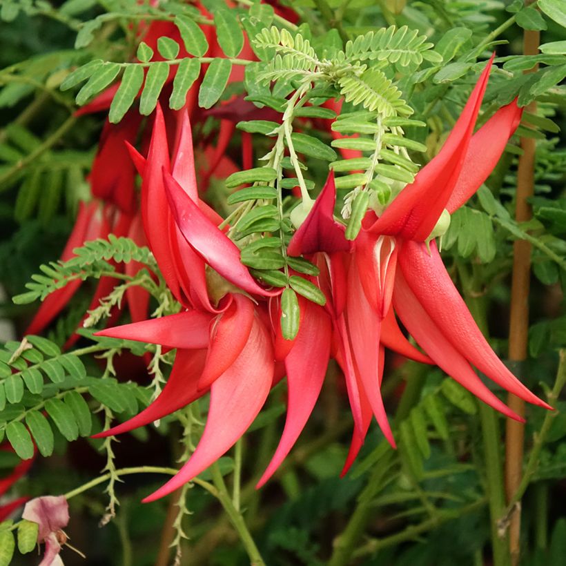 Clianthus puniceus Kaka King - Pince de Homard (Floraison)