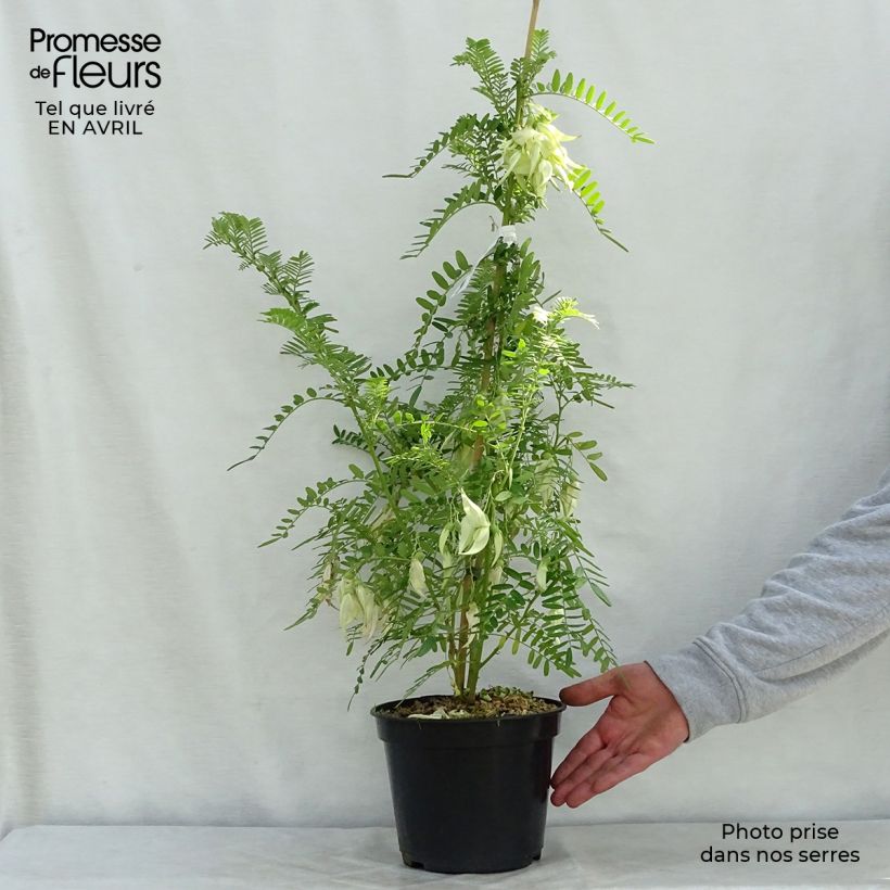 Spécimen de Clianthus puniceus White Heron - Pince de Homard Pot de 3L/4L tel que livré au printemps