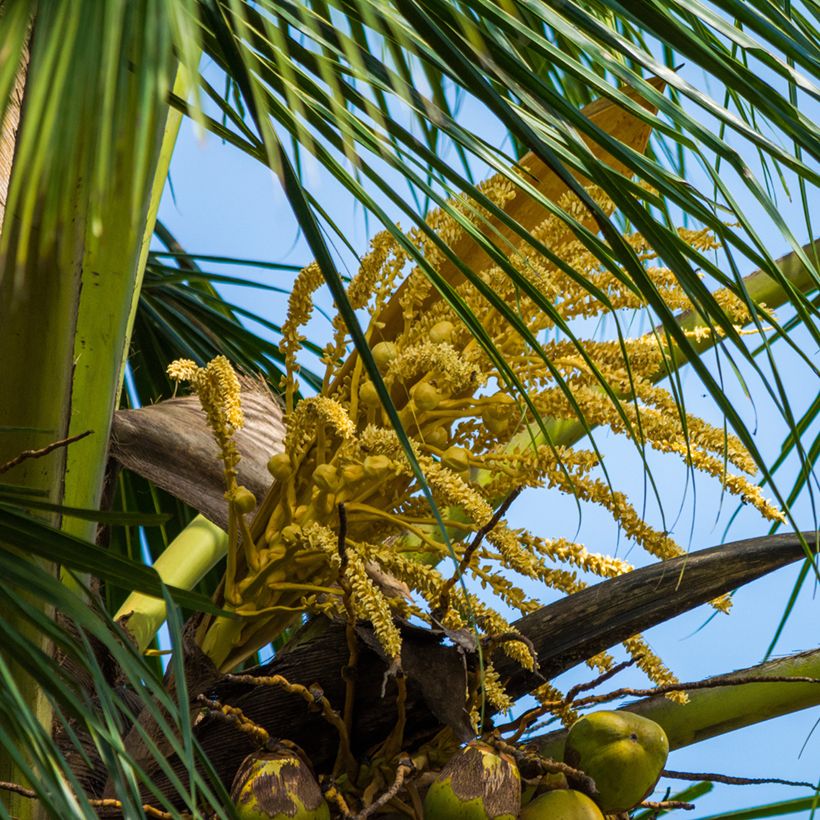 Cocos nucifera - Cocotier (Floraison)