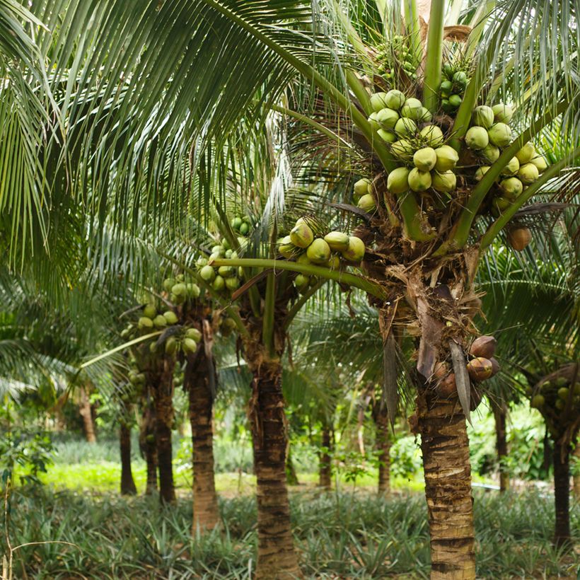 Cocos nucifera - Cocotier (Port)