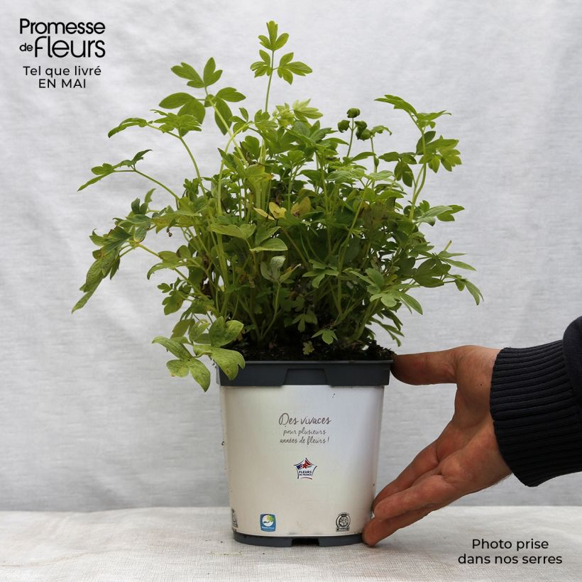 Spécimen de Coeur de Marie Blanc - Dicentra spectabilis Alba Pot de 2L/3L tel que livré au printemps