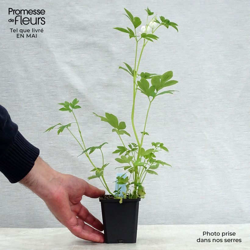 Spécimen de Coeur de Marie Blanc - Dicentra spectabilis Alba Godet de 8/9 cm tel que livré au printemps