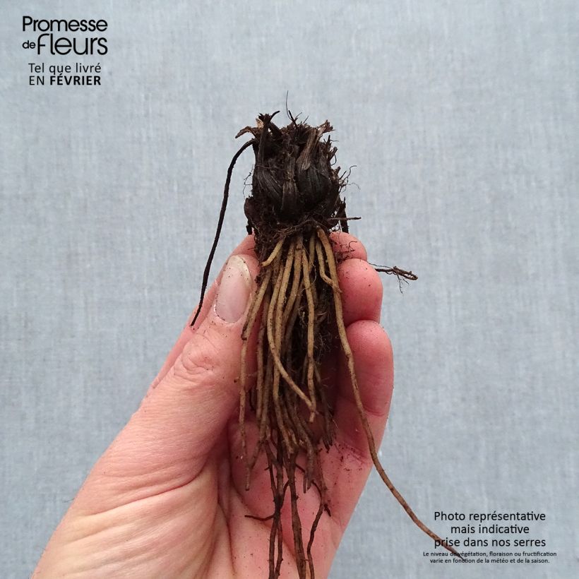 Spécimen de Coeur de Marie - Dicentra Candy Hearts Racines nues, Qualité premium tel que livré en hiver