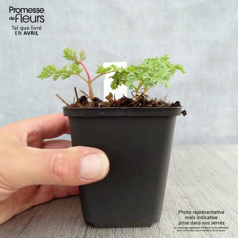 Spécimen de Coeur de Marie - Dicentra King of Hearts Godet de 8/9 cm tel que livré au printemps