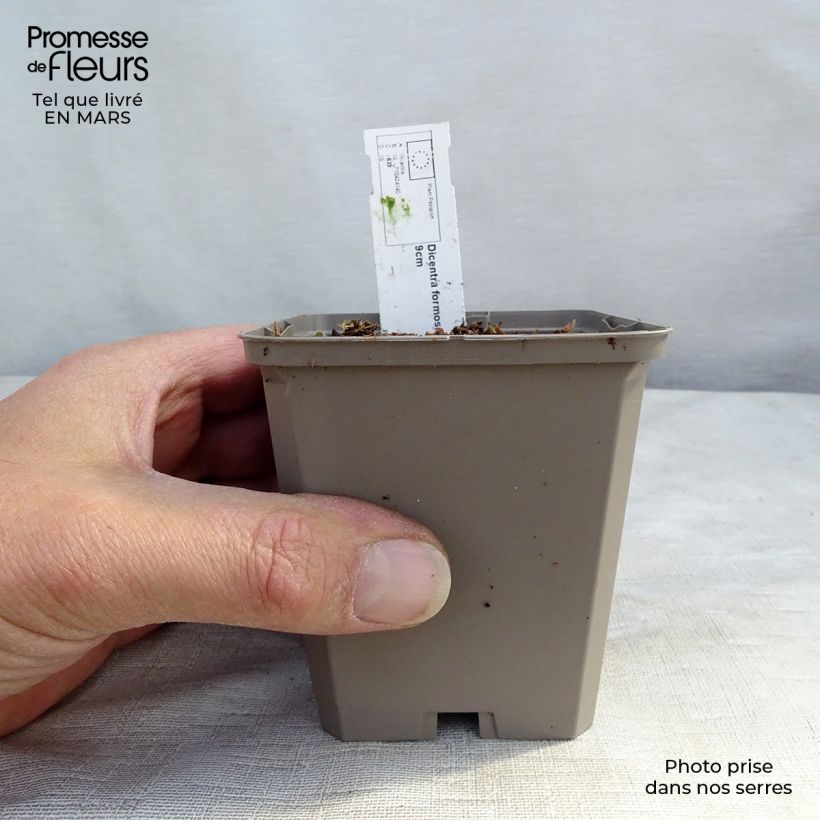 Example of Coeur de Marie - Dicentra formosa Aurora Godet de 8/9 cm as you get in printemps