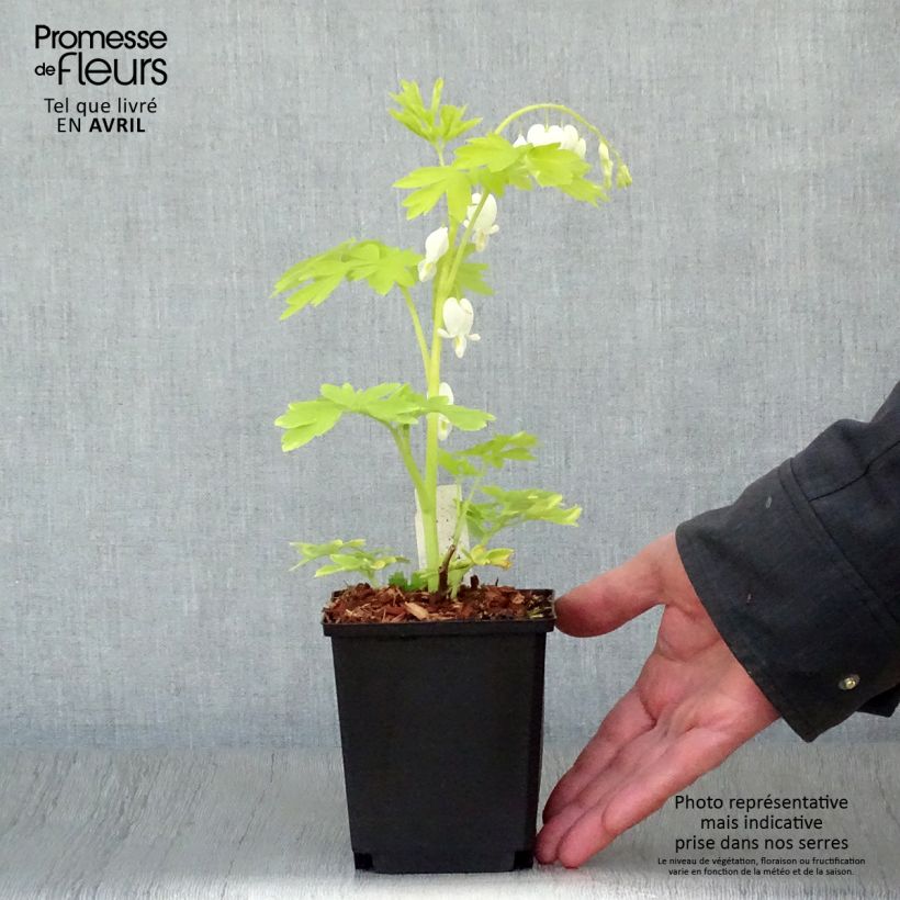 Spécimen de Coeur de Marie - Dicentra spectabilis White Gold Godet de 8/9 cm tel que livré au printemps