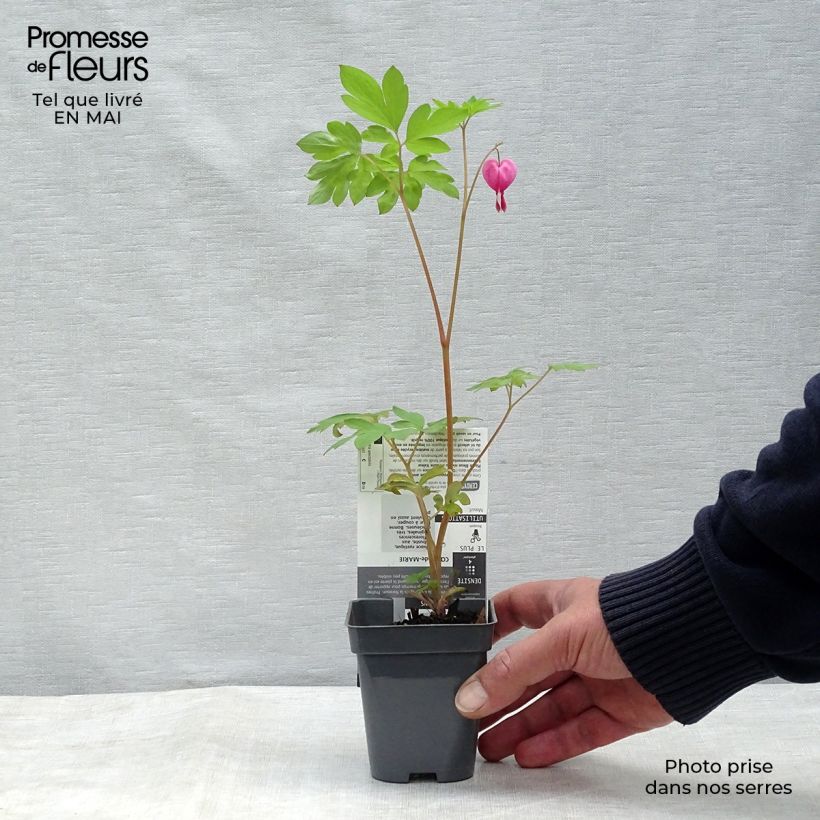 Example of Coeur de Marie Rose - Dicentra spectabilis Godet de 8/9 cm as you get in printemps