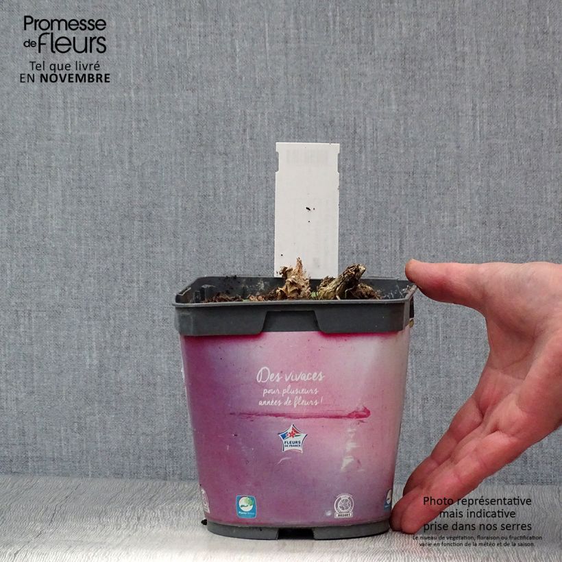 Spécimen de Coeur de Marie Rose - Dicentra spectabilis Pot de 2L/3L tel que livré en automne