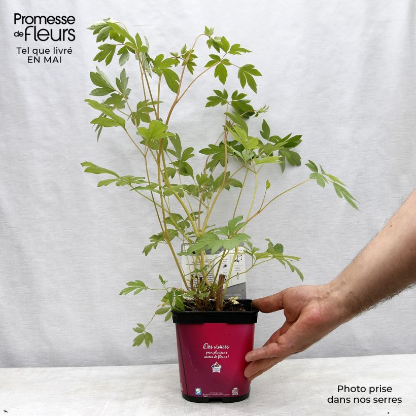 Example of Coeur de Marie Rose - Dicentra spectabilis Pot de 2L/3L as you get in printemps