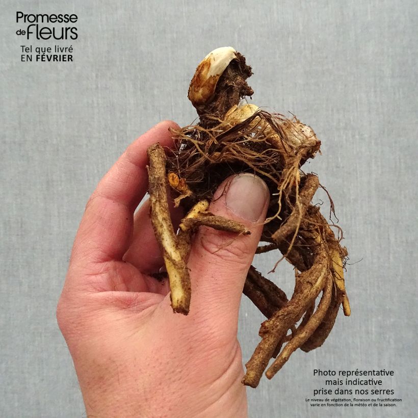 Example of Coeur de Marie Rose - Dicentra spectabilis Racines nues, Qualité premium as you get in hiver