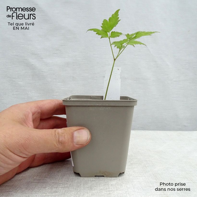 Example of Coeur de Marie Rouge - Dicentra spectabilis Valentine Godet de 7/8 cm as you get in printemps