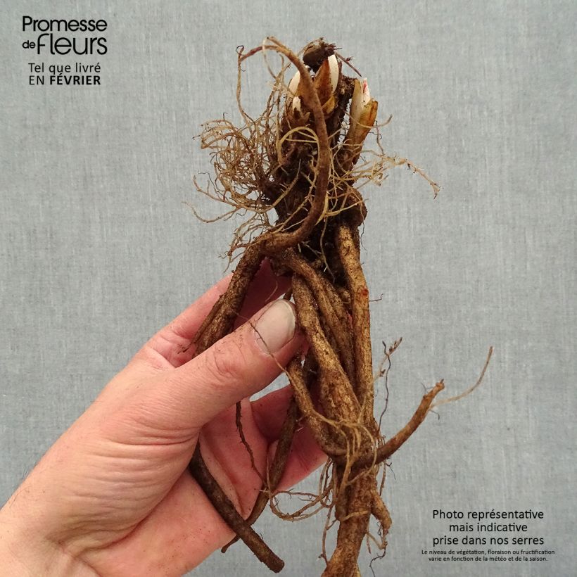 Example of Coeur de Marie Rouge - Dicentra spectabilis Valentine Racines nues, Qualité premium as you get in hiver