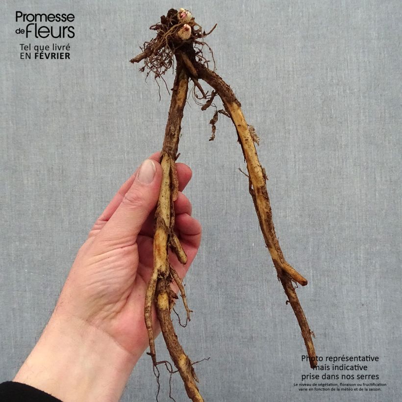 Example of Coeur de Marie doré - Dicentra spectabilis Goldheart® Racines nues, Qualité premium as you get in hiver