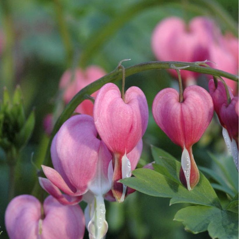 Coeur de Marie Rose - Dicentra spectabilis (Flowering)