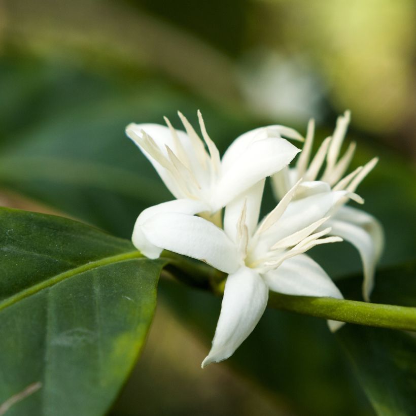 Coffea arabica - Caféier (Flowering)