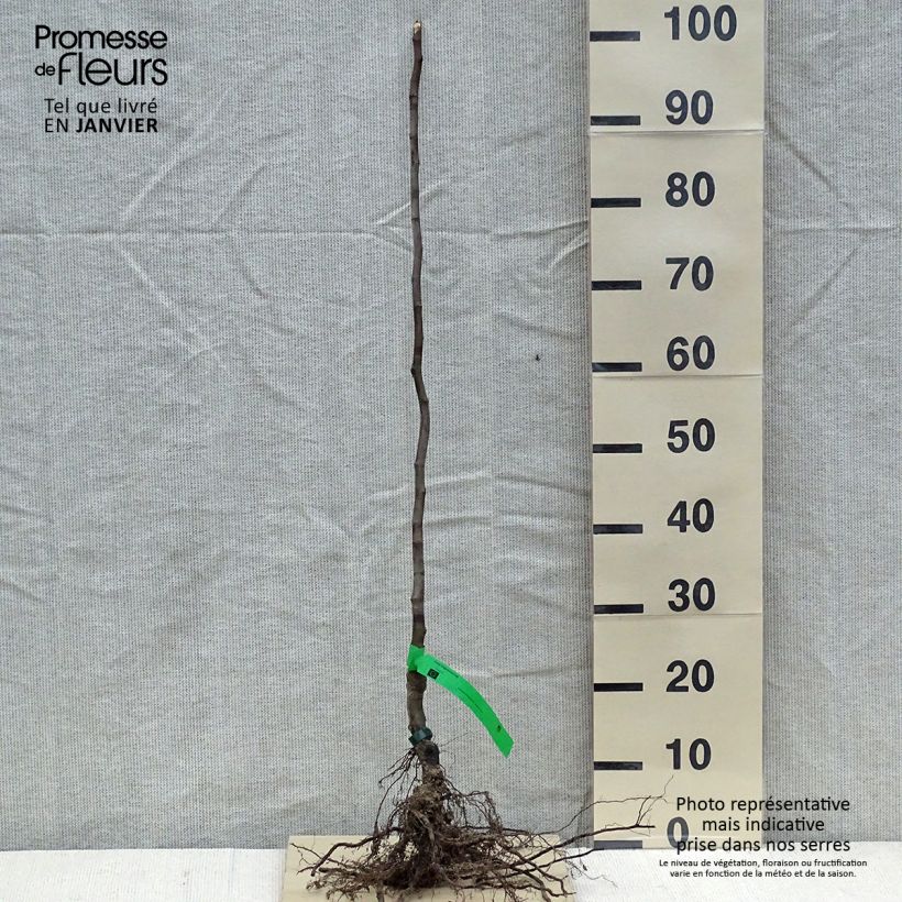 Example of Cognassier Monstrueux de Vranja Bio Racines nues, Scion as you get in hiver