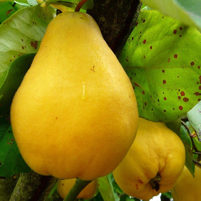 Cognassier Portugal Bio - Cydonia oblonga (Harvest)