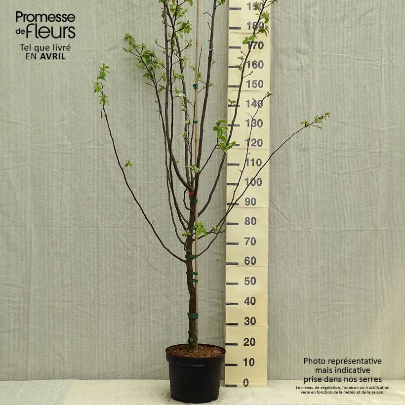 Spécimen de Cognassier commun - Cydonia oblonga Leskovacz Pot de 7,5L/10L tel que livré au printemps