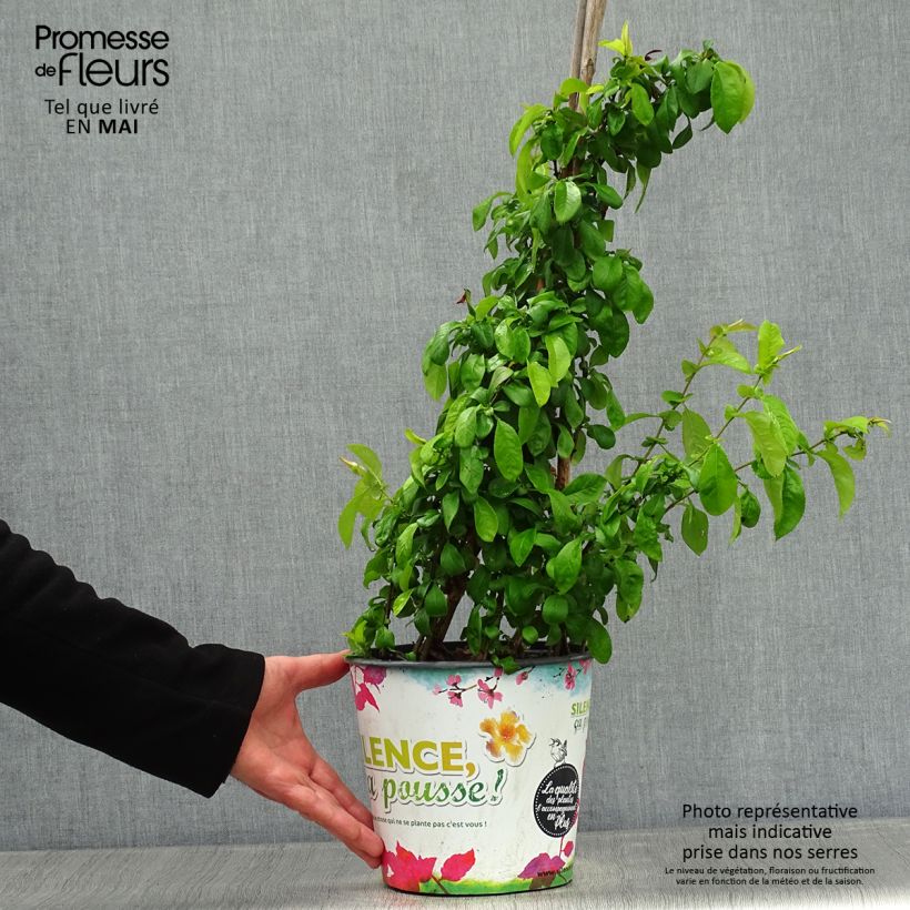 Example of Cognassier du Japon Cameo - Chaenomeles superba  Pot de 3L/4L as you get in printemps
