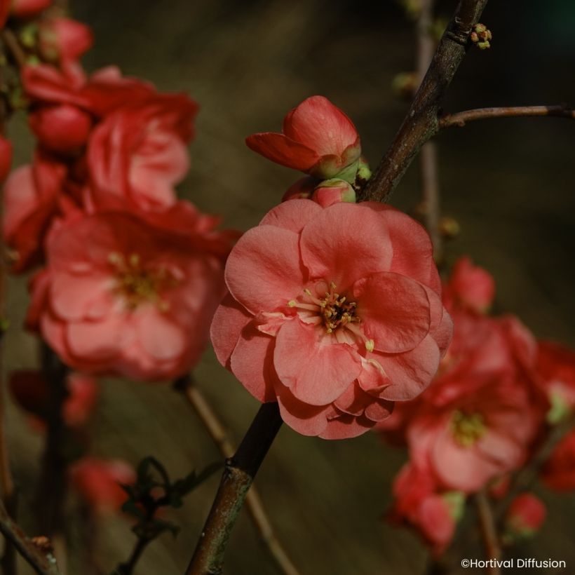 Cognassier du Japon - Chaenomeles speciosa Double Delice Passion (Floraison)