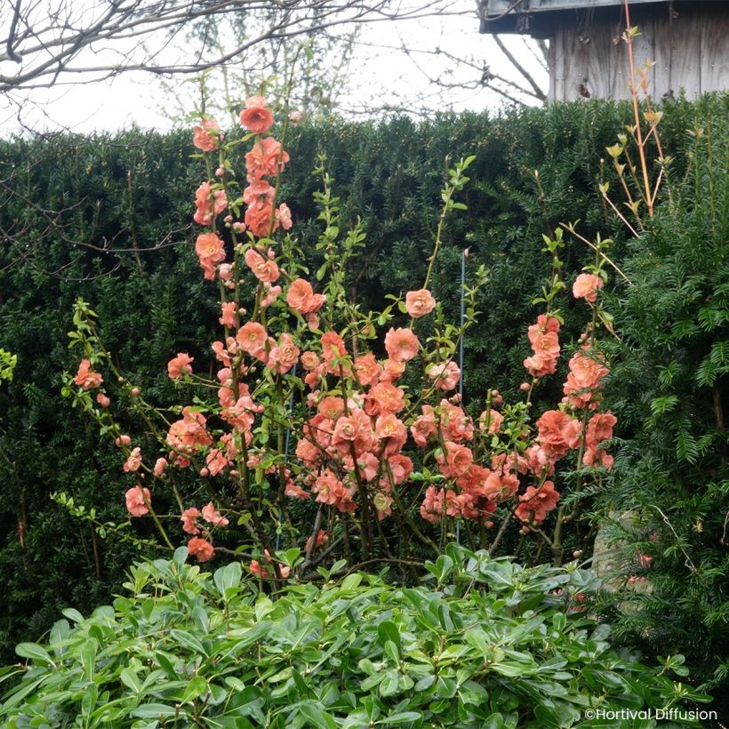 Cognassier du Japon - Chaenomeles speciosa Double Delice Passion (Port)