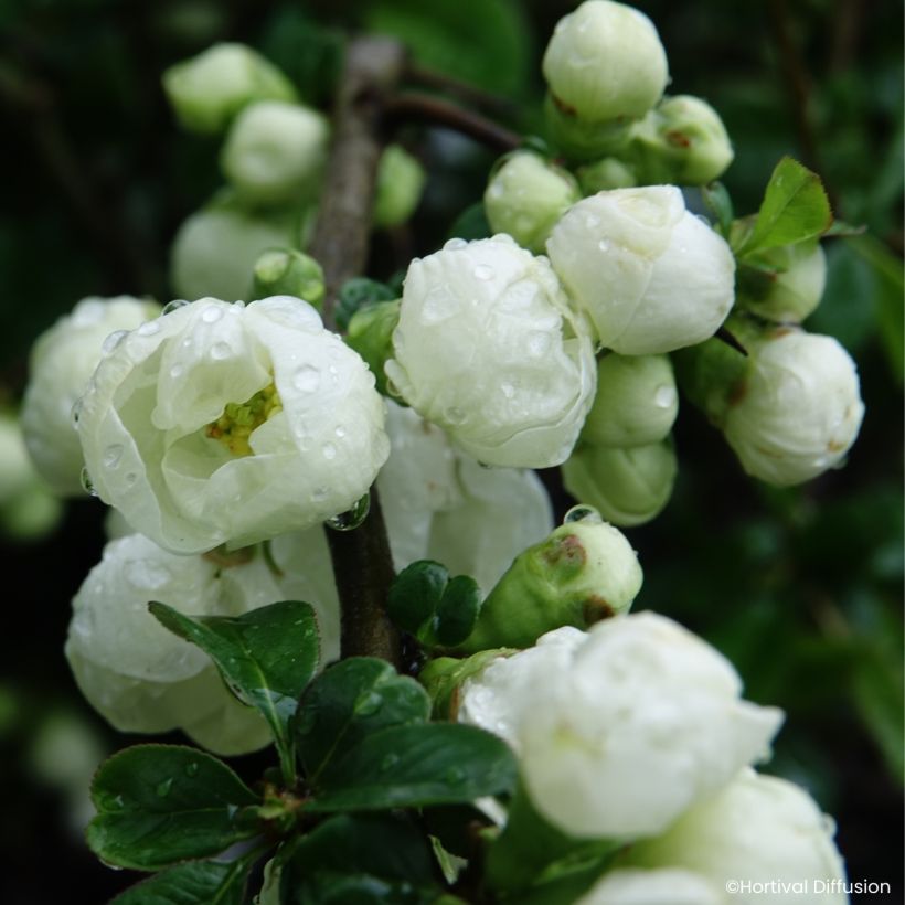 Cognassier du Japon - Chaenomeles speciosa Double Delice Pure (Floraison)