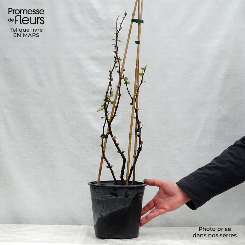 Spécimen de Cognassier du Japon - Chaenomeles speciosa Mango Storm Pot de 3L/4L tel que livré au printemps