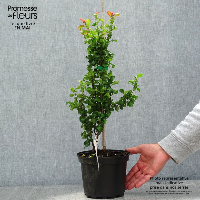 Spécimen de Cognassier du Japon - Chaenomeles speciosa Red Kimono Pot de 4L/5L tel que livré au printemps