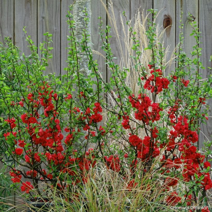 Cognassier du Japon - Chaenomeles speciosa Double Delice Rouge Baiser (Port)