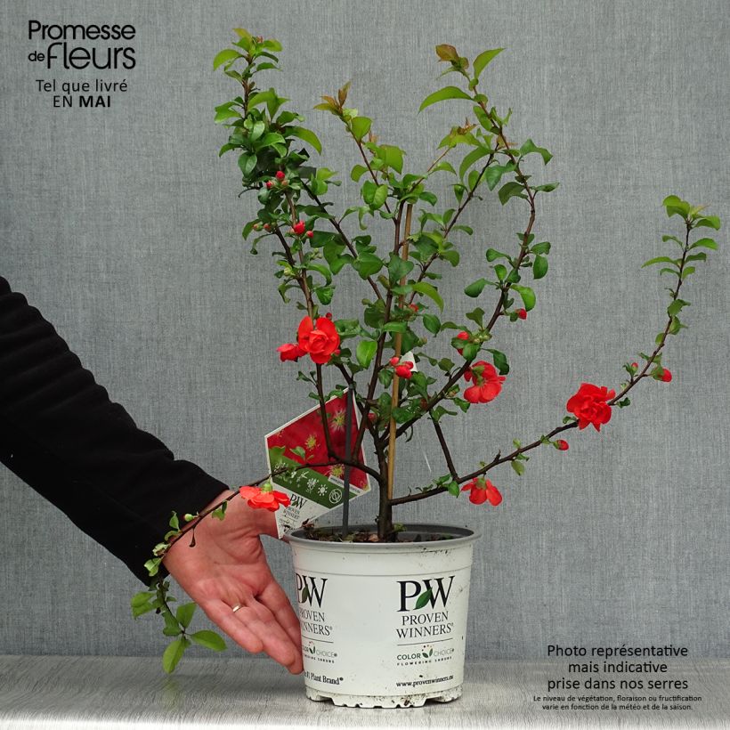 Spécimen de Cognassier du Japon - Chaenomeles speciosa Scarlet Storm   Pot de 3L/4L tel que livré au printemps