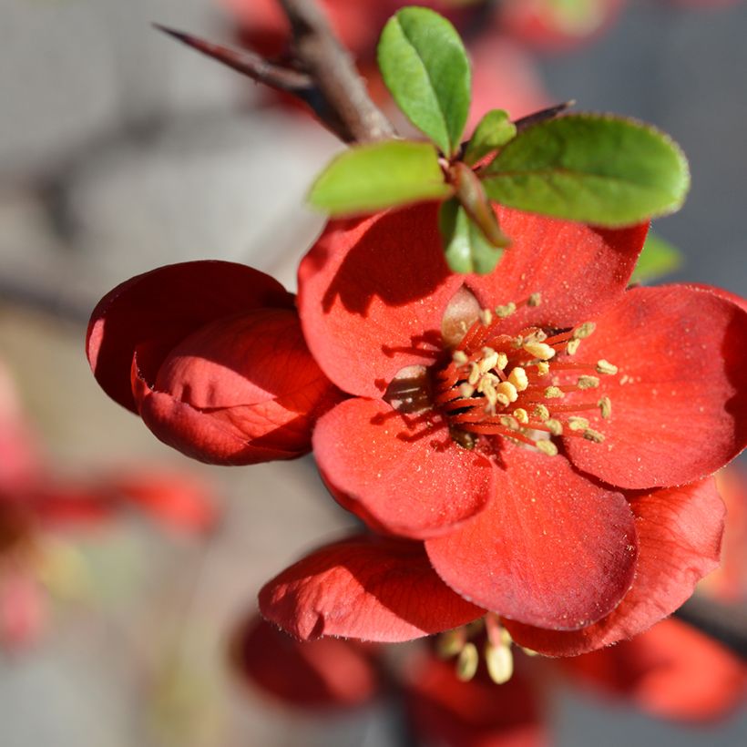 Cognassier du Japon - Chaenomeles x superba Hollandia (Floraison)