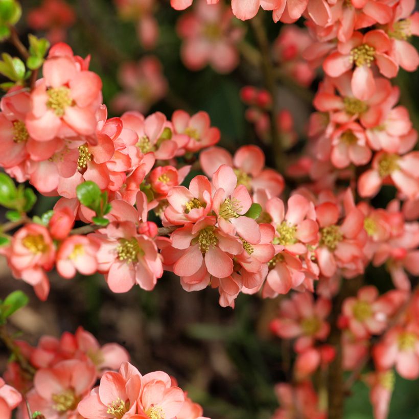 Cognassier du Japon - Chaenomeles x superba Salmon Horizon (Floraison)