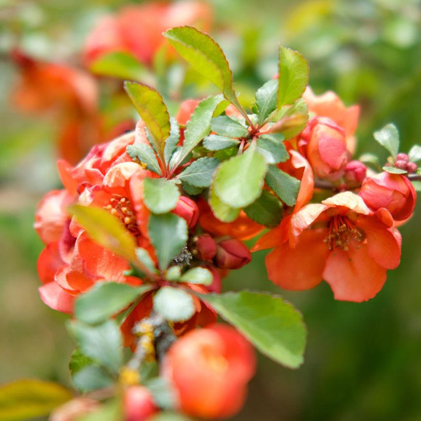 Cognassier du Japon - Chaenomeles x superba Texas Scarlet (Feuillage)