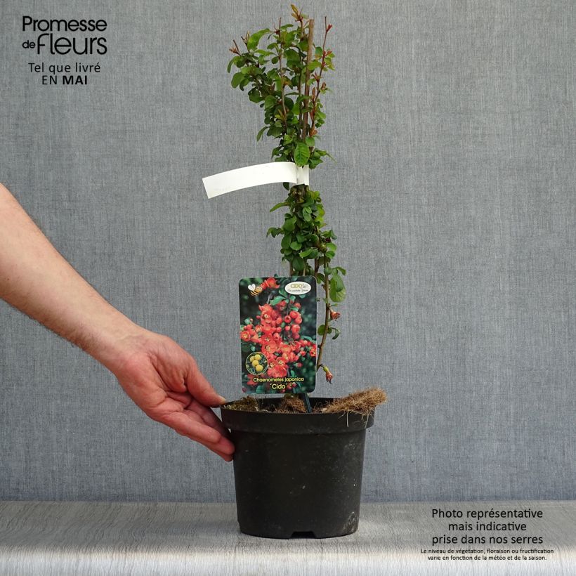 Example of Cognassier du Japon Cido - Chaenomeles japonica Pot de 2L/3L as you get in printemps
