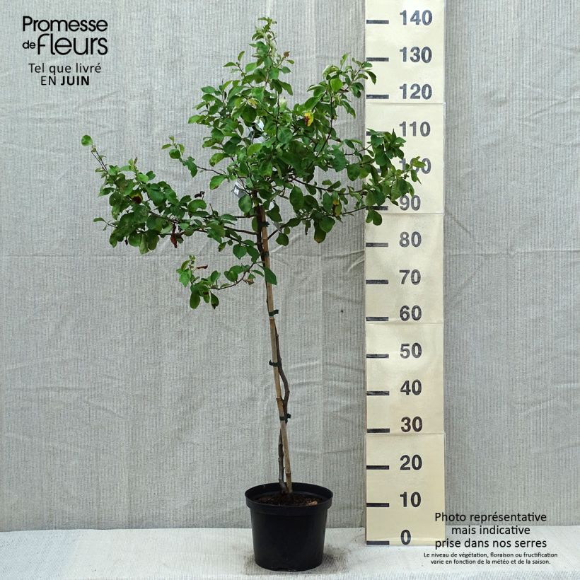 Spécimen de Cognassier du Japon Crimson and Gold - Chaenomeles superba Pot de 4L/5L tel que livré au printemps