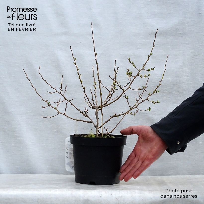 Spécimen de Cognassier du Japon Fire dance - Chaenomeles speciosa  Pot de 2L/3L tel que livré en hiver