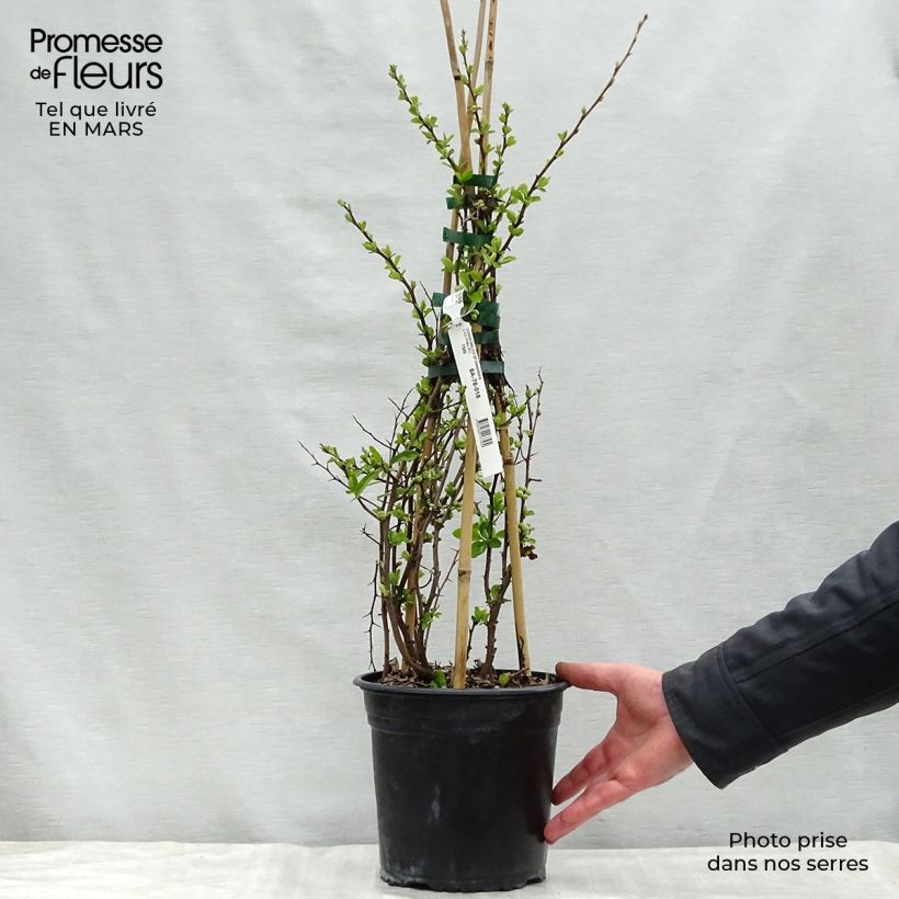 Example of Cognassier du Japon Kinshiden - Chaenomeles speciosa Pot de 3L/4L as you get in printemps