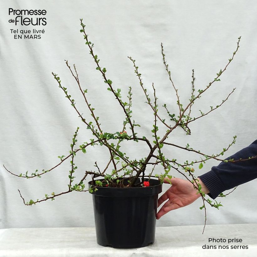 Spécimen de Cognassier du Japon Orange Storm - Chaenomeles speciosa Pot de 7,5L/10L tel que livré au printemps
