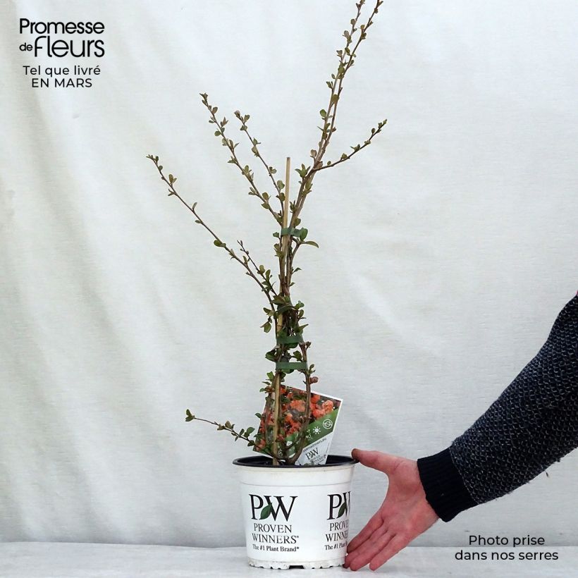 Spécimen de Cognassier du Japon Orange Storm - Chaenomeles speciosa Pot de 2L/3L tel que livré au printemps