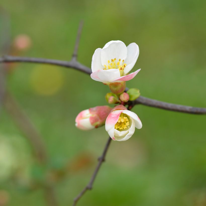 Cognassier du Japon Toyo-Nishiki - Chaenomeles speciosa (Floraison)