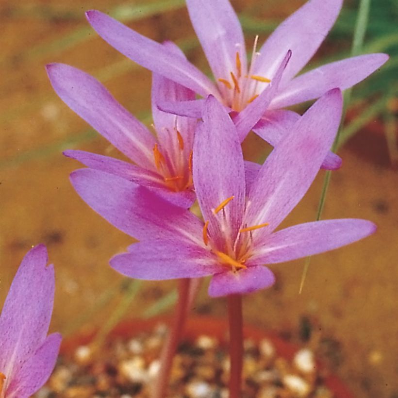 Colchicum Pannonicum ou C. automnale Nancy Lindsay - Colchique d'automne (Floraison)